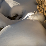 Tra gli appuntamenti di quest'inverno nel parco del Queyras  una mostra fotografica sulla lepre di montagna.- Foto B. Pons 